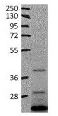 Western Blot: AMPK beta 2/PRKAB2 Antibody [NBP1-57581]