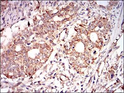Immunohistochemistry: AMPK gamma 1 Antibody (4A1G9) - BSA Free [NBP2-37283]