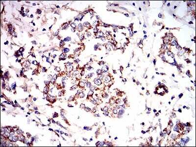Immunohistochemistry: AMPK gamma 1 Antibody (4A1G9) - BSA Free [NBP2-37283]