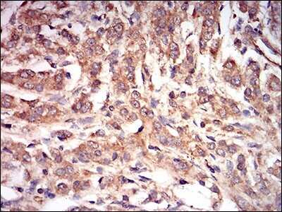 Immunohistochemistry: AMPK gamma 1 Antibody (7H3E9) - BSA Free [NBP2-37285]