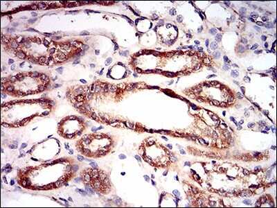Immunohistochemistry: AMPK gamma 1 Antibody (7H3E9) - BSA Free [NBP2-37285]