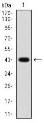 Western Blot: AMPK gamma 1 Antibody (7H3E9)BSA Free [NBP2-37285]