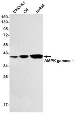 Western Blot: AMPK gamma 1 Antibody (S08-7D5) [NBP3-14994]