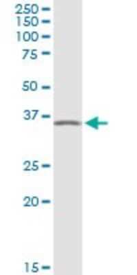 Western Blot: AMPK gamma 1 Antibody [H00005571-D01P]