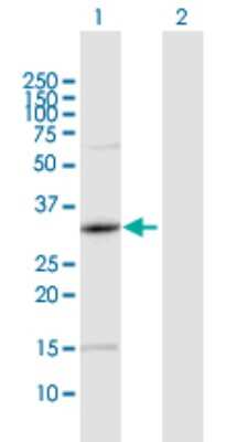 Western Blot: AMPK gamma 1 Antibody [H00005571-D01P]