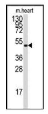 Western Blot: AMPK gamma 1 Antibody [NBP1-50668]