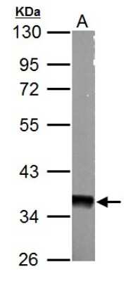 Western Blot: AMPK gamma 1 Antibody [NBP2-15382]