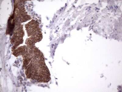 Immunohistochemistry: AMTN Antibody (OTI2D9) [NBP2-46517]