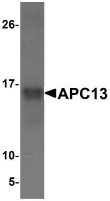 Western Blot: ANAPC13 AntibodyBSA Free [NBP1-76261]