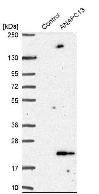 Western Blot: ANAPC13 Antibody [NBP1-91664]