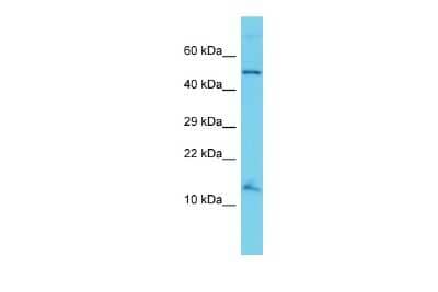 Western Blot: ANAPC15 Antibody [NBP2-82593]