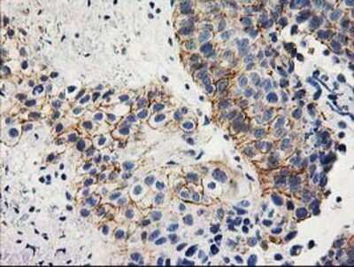Immunohistochemistry-Paraffin: ANAPC2 Antibody (OTI1A6) [NBP2-01128]
