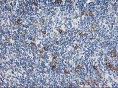 Immunohistochemistry-Paraffin: ANAPC2 Antibody (OTI1A6) [NBP2-01128]