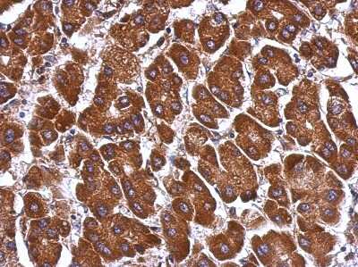 Immunohistochemistry-Paraffin: Angiopoietin-like Protein 3/ANGPTL3 Antibody [NBP2-15390]