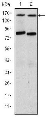 Western Blot: ANIB1 Antibody (5H3)BSA Free [NBP2-37564]