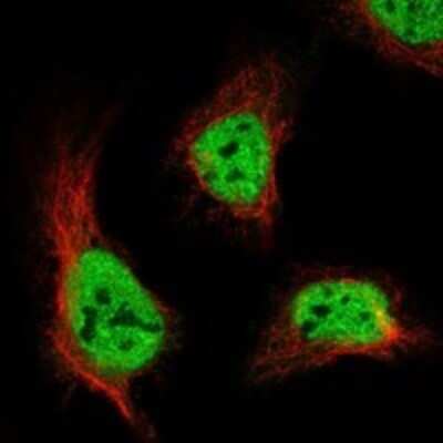 Immunocytochemistry/ Immunofluorescence: ANKFN1 Antibody [NBP3-17466]