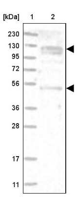 Western Blot: ANKFY1 Antibody [NBP1-89085]