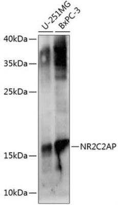 Western Blot: ANKHD1 AntibodyBSA Free [NBP2-92751]