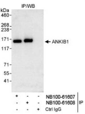 Immunoprecipitation: ANKIB1 Antibody [NB100-61607]