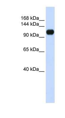 Western Blot: ANKLE2 Antibody [NBP1-70407]