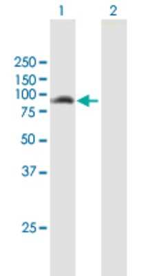 Western Blot: ANKMY1 Antibody [H00051281-B01P]
