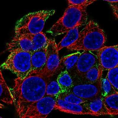 Immunocytochemistry/ Immunofluorescence: ANKRD15 Antibody [NBP2-55050]