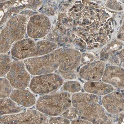 Immunohistochemistry-Paraffin: ANKRD15 Antibody [NBP1-90167]