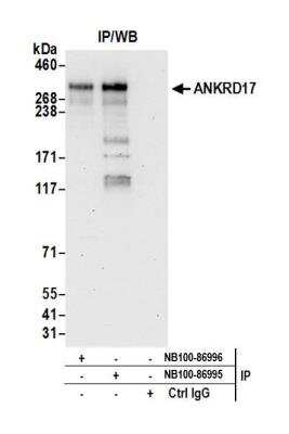 Immunoprecipitation: ANKRD17 Antibody [NB100-86995]