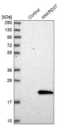 Western Blot: ANKRD37 Antibody [NBP1-82819]