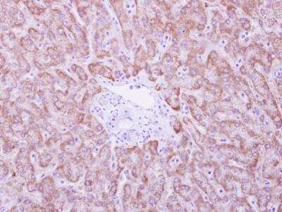 Immunohistochemistry-Paraffin: ANKRD45 Antibody [NBP1-31620]