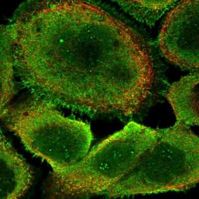 Immunocytochemistry/ Immunofluorescence: ANKRD5 Antibody [NBP1-85163]