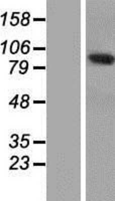 Western Blot: ANKRD5 Overexpression Lysate [NBP2-04676]