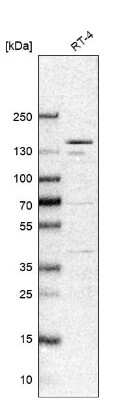 Western Blot: ANKRD50 Antibody [NBP1-93594]