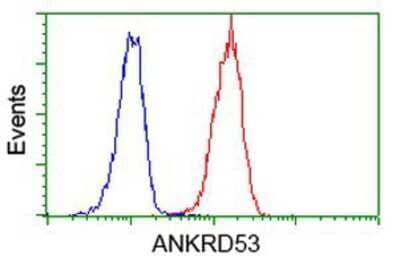 Flow Cytometry: ANKRD53 Antibody (OTI1E1) [NBP2-00520]