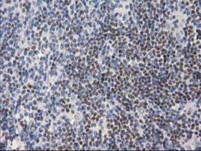 Immunohistochemistry-Paraffin: ANKRD53 Antibody (OTI1E1) [NBP2-00520]