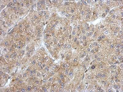 Immunohistochemistry-Paraffin: ANKRD53 Antibody [NBP2-15400]