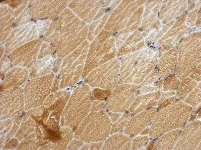 Immunohistochemistry-Paraffin: ANKRD53 Antibody [NBP2-15400]