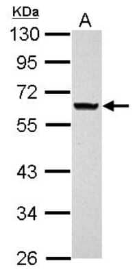 Western Blot: ANKRD53 Antibody [NBP2-15400]