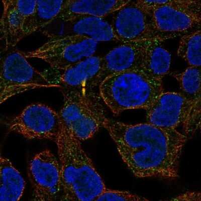 Immunocytochemistry/ Immunofluorescence: ANKRD54 Antibody [NBP2-49652]