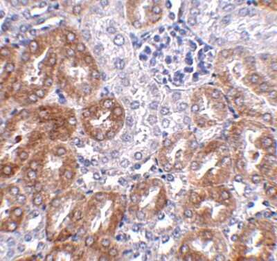 Immunohistochemistry-Paraffin: ANKRD54 Antibody - BSA Free [NBP1-77051]