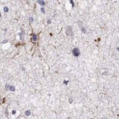 Immunohistochemistry-Paraffin: ANKS1B Antibody [NBP3-17099]