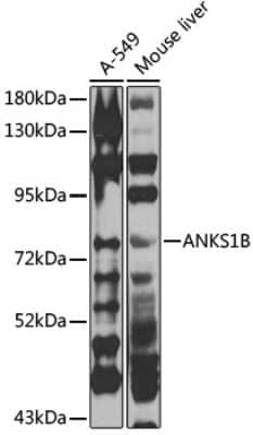 Western Blot: ANKS1B AntibodyBSA Free [NBP2-92519]