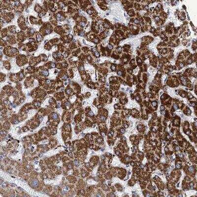 Immunohistochemistry-Paraffin: ANKS3 Antibody [NBP1-83532]