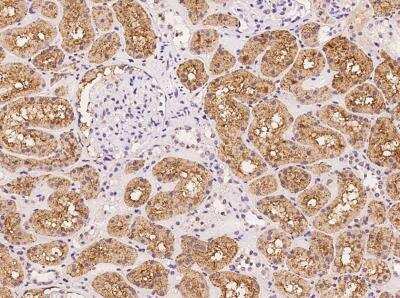 Immunohistochemistry-Paraffin: ANKS6 Antibody [NBP3-06064]