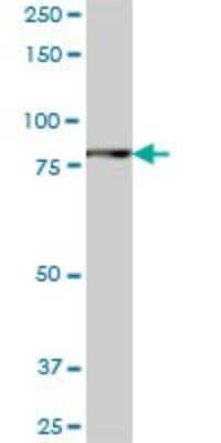 Western Blot: ANKZF1 Antibody [H00055139-B01P]