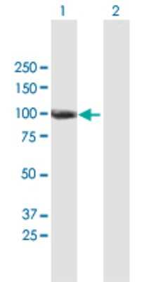 Western Blot: ANKZF1 Antibody [H00055139-B01P]