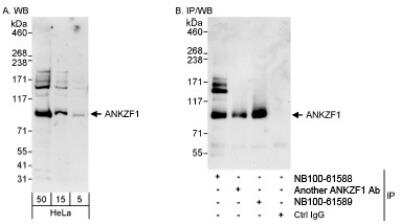 Western Blot: ANKZF1 Antibody [NB100-61588]