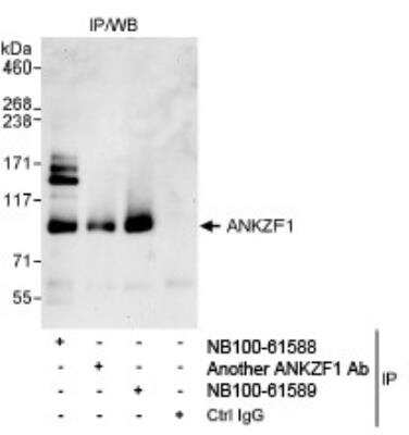 Western Blot: ANKZF1 Antibody [NB100-61589]