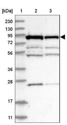 Western Blot: ANKZF1 Antibody [NBP1-84627]