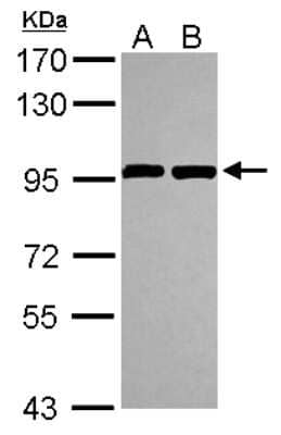 Western Blot: ANKZF1 Antibody [NBP2-15403]